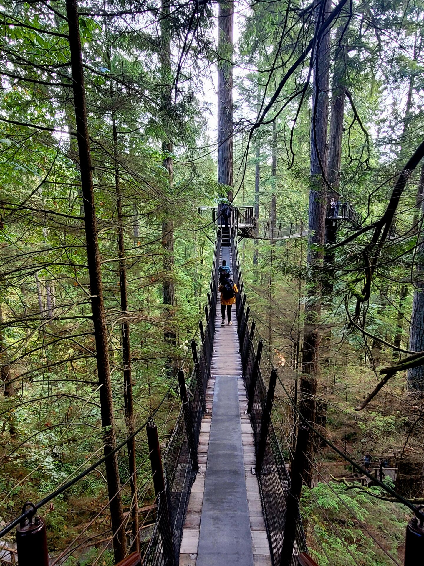 Treetop Adventures- Three Day Vancouver Itinerary