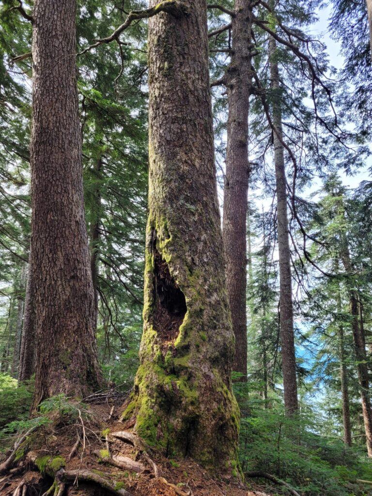 Old growth tree- Vancouver