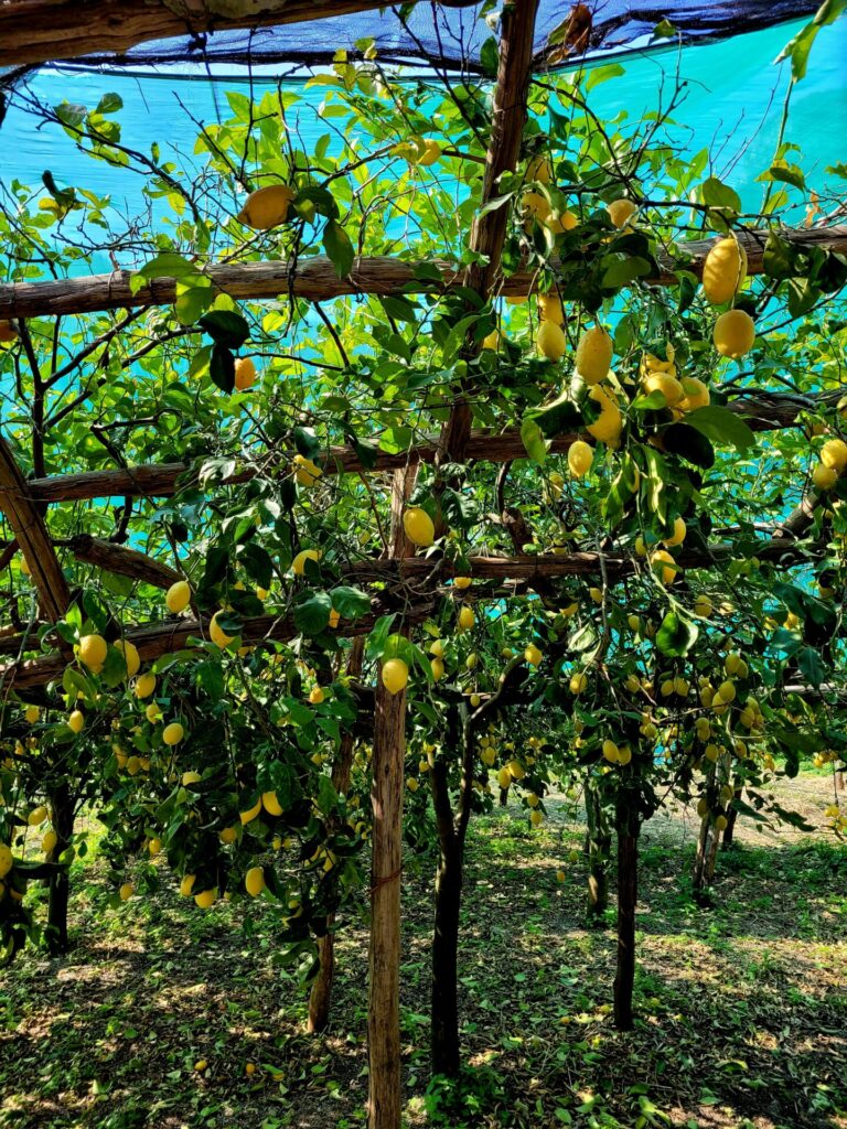 Lemon tree, Amalfi