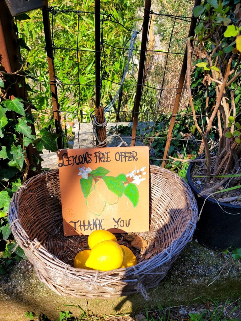 Free lemons in Ravello