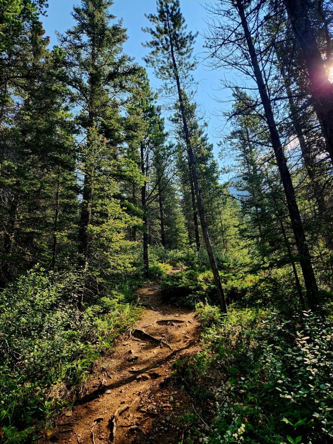Opal Ridge South Summit, Kananaskis