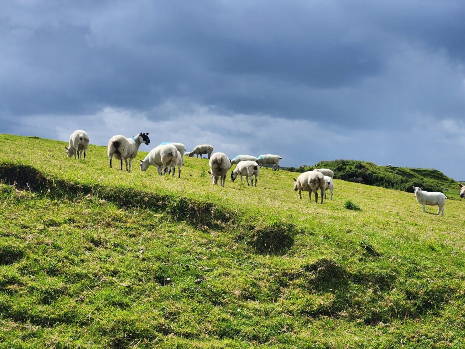 Walking Guide from Carrick-a-Rede to Dunseverick: Causeway Coast Way