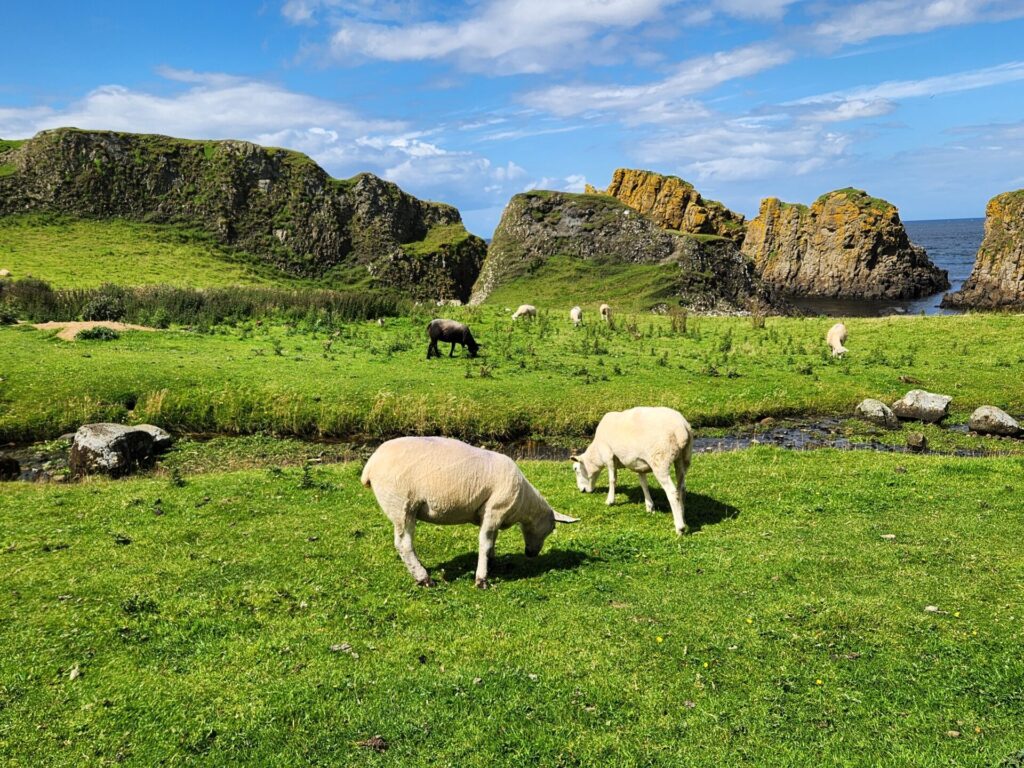 Lambs in Ireland