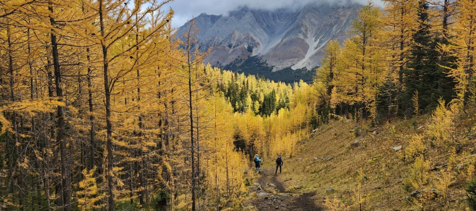 Pocaterra Cirque Guide During Larch Season