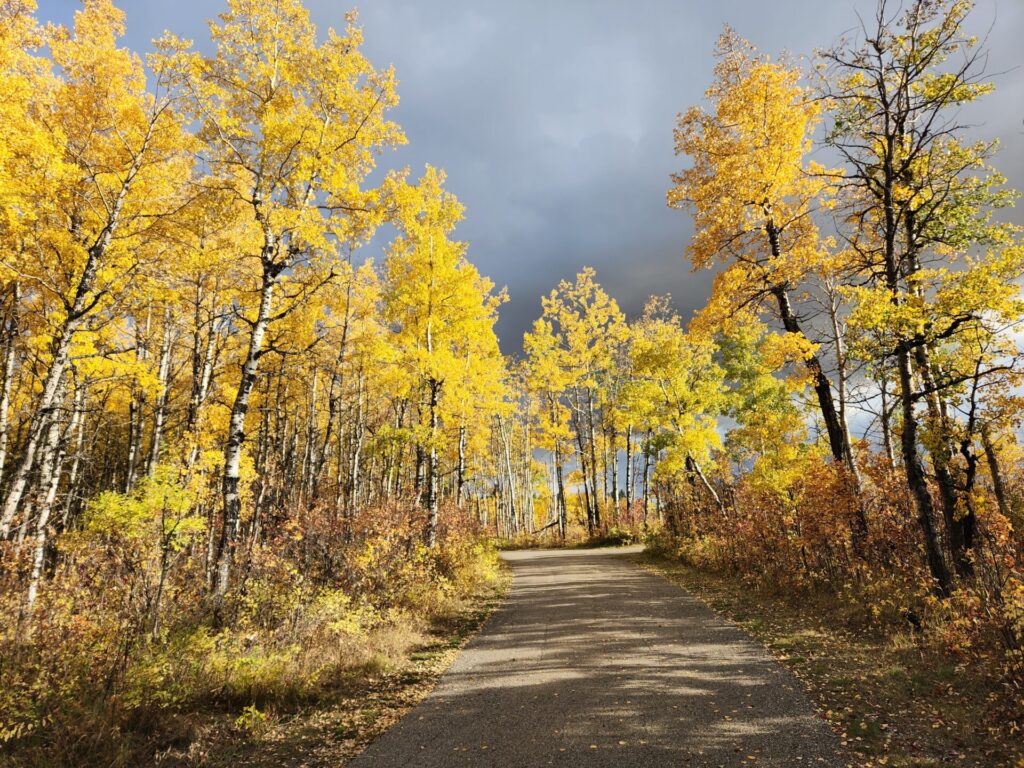 Fish Creek Provincial Park in the fall