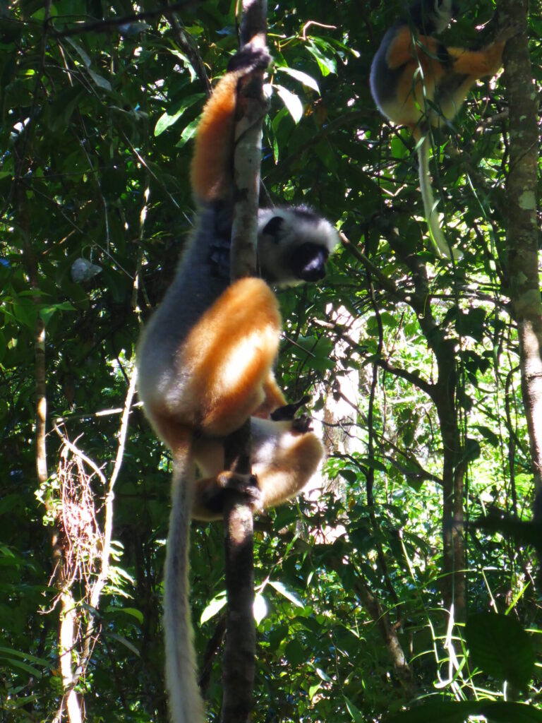 Lemur, Sifaka, Andasibe Madagascar