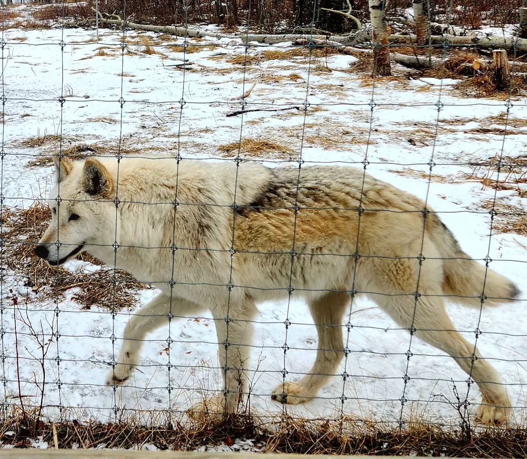 Wolfdog at Yamnuska Sanctuary